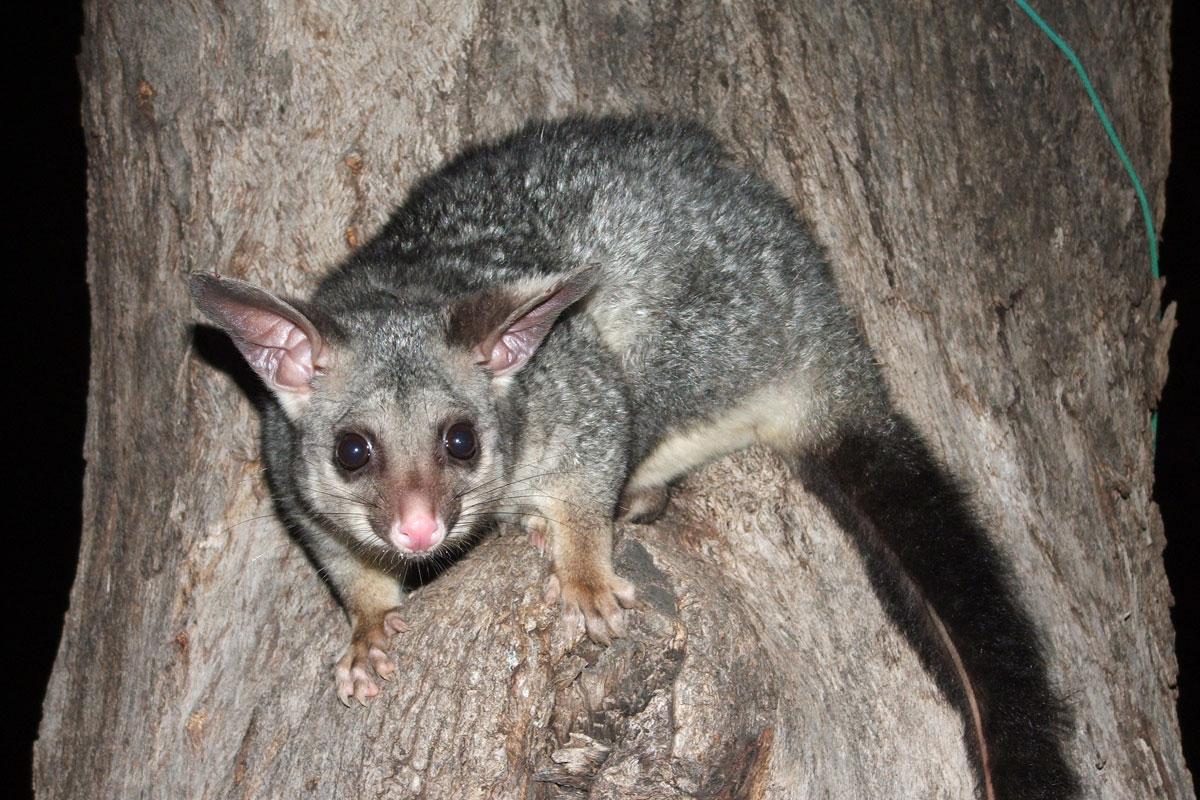 Possum - One of the target predators