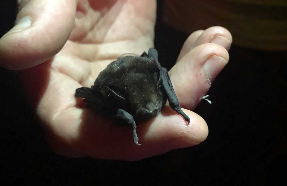 Long Tail Bat by Ben Paris