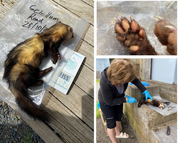 Ferret Catch - Oct 2024