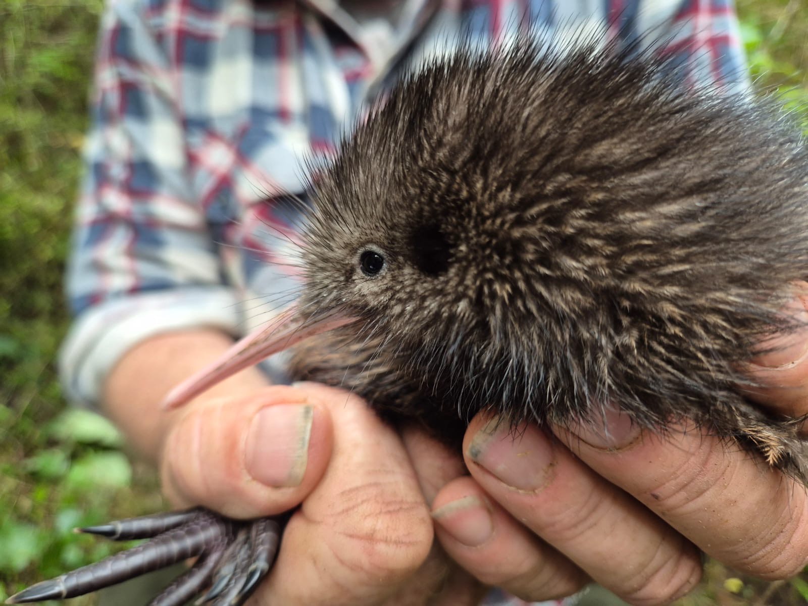 Kaipara Kiwi Chick