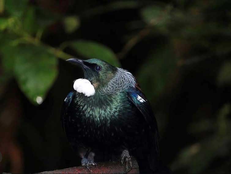 Tui by Paula Griffin