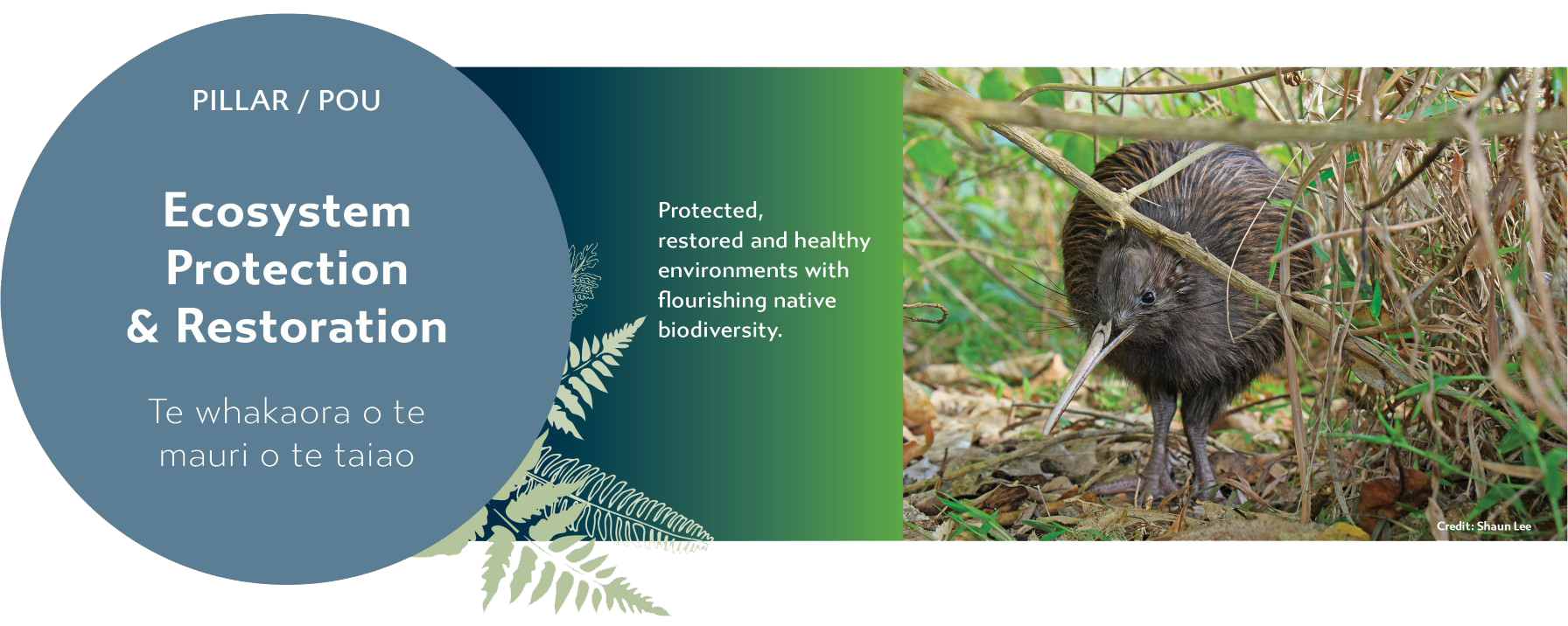 Ecosystem Protection & Restoration - Te whakaora o te mauri o te taiao: Protected, restored and healthy environments with flourishing native biodiversity.