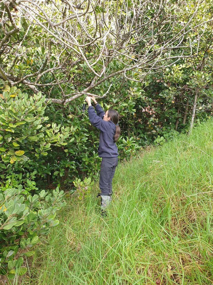 Virginia - Bat Recorder - 2025 Nov