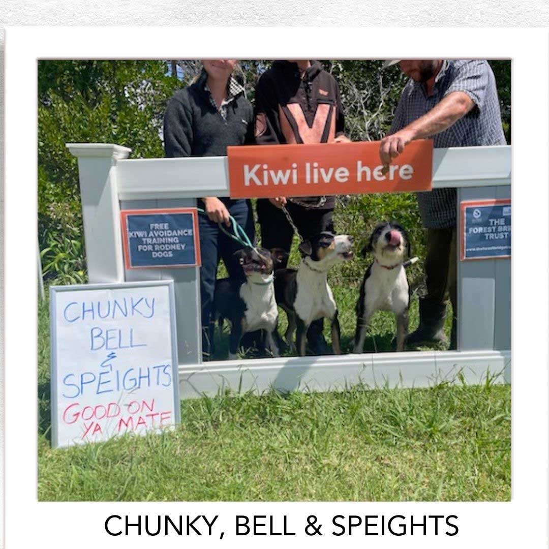 Kiwi Champion (Kiwi Avoidance Trained Dog