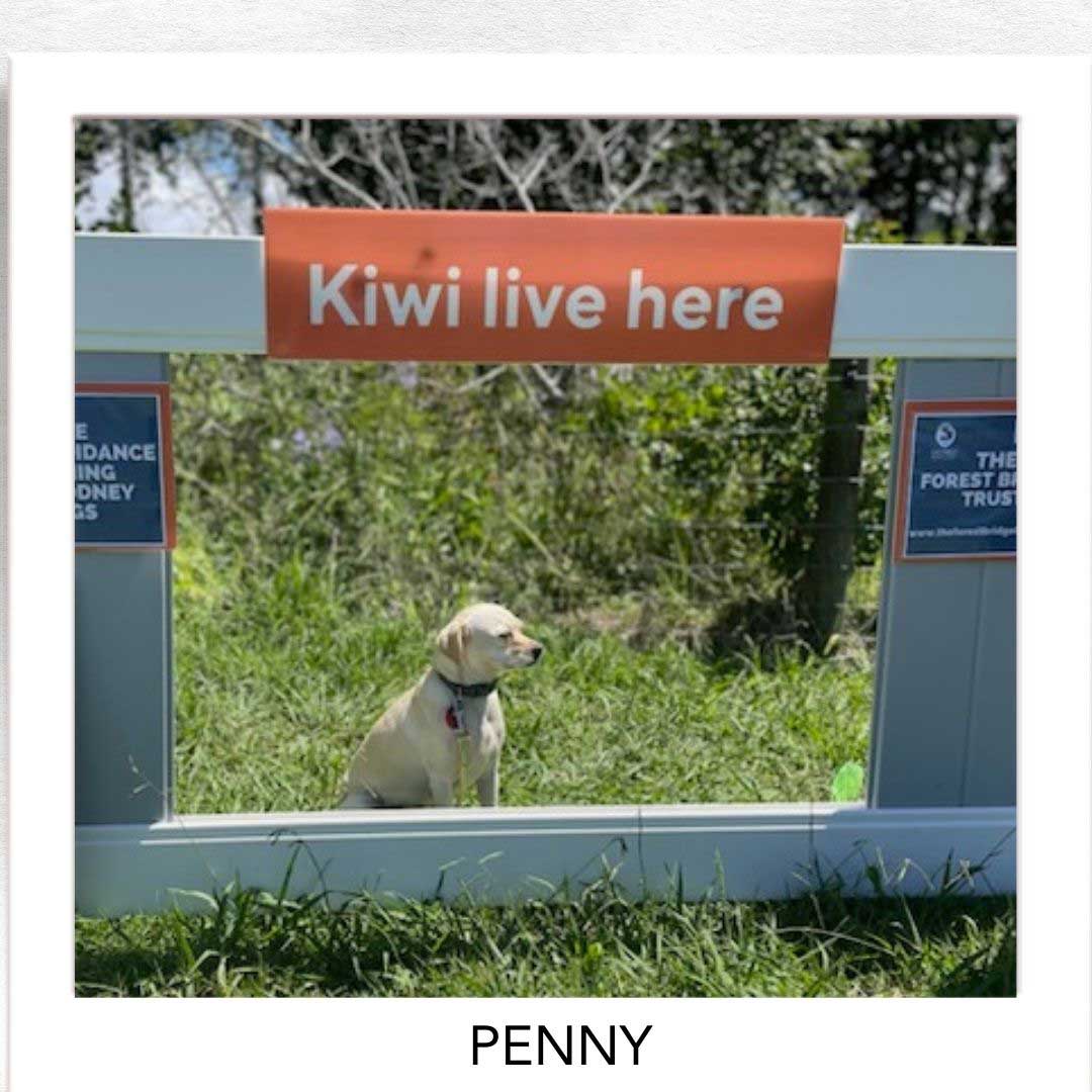 Kiwi Champion (Kiwi Avoidance Trained Dog