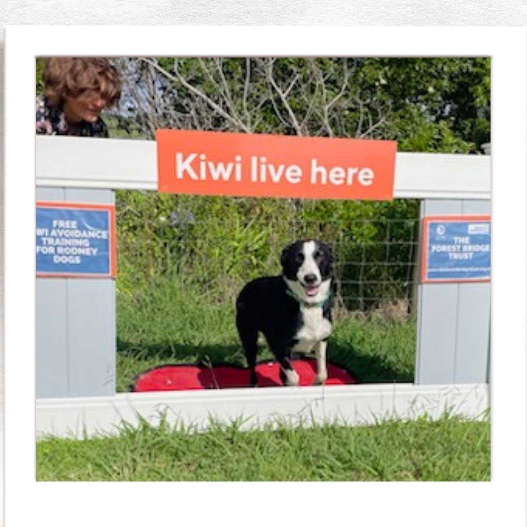 Kiwi Champion (Kiwi Avoidance Trained Dog