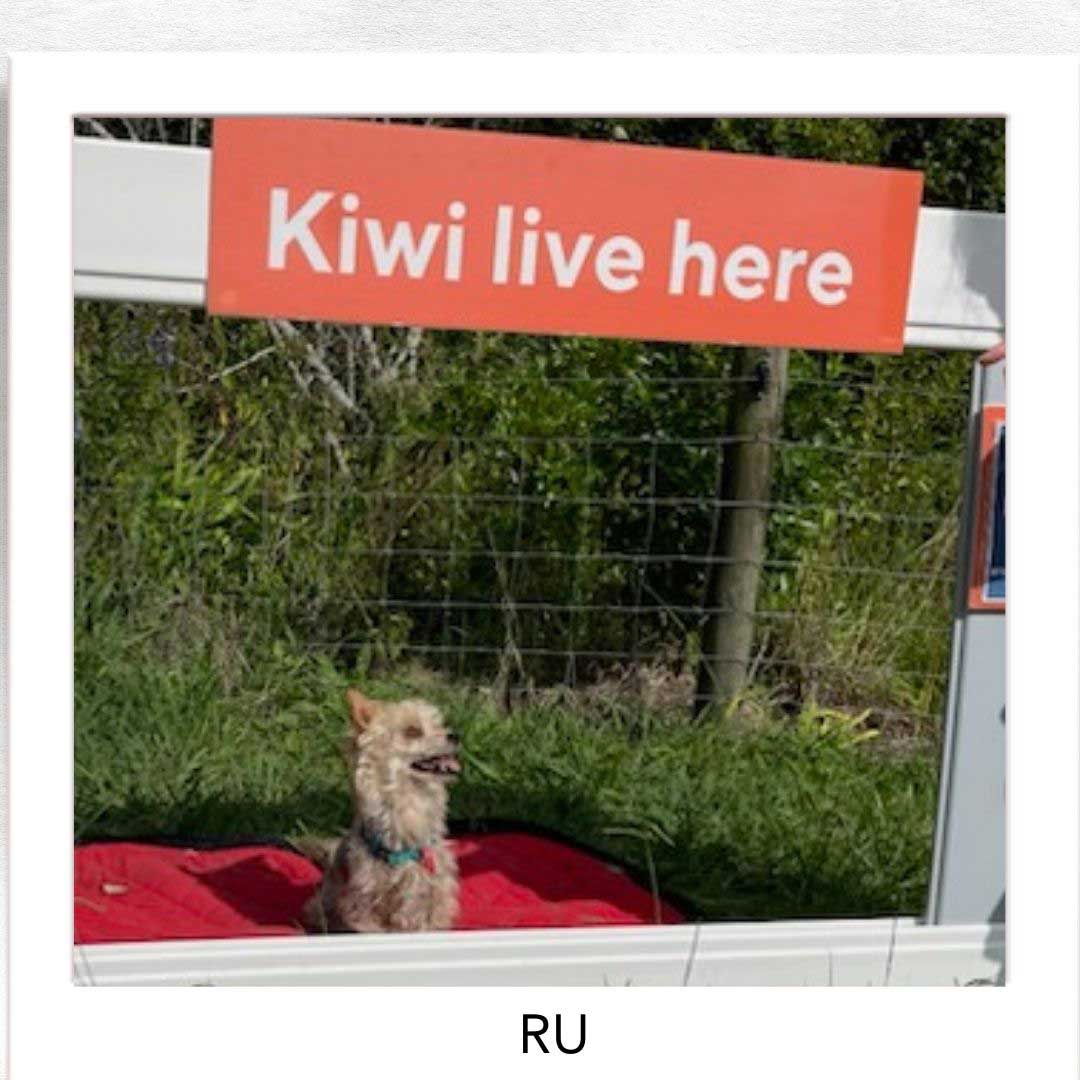 Kiwi Champion (Kiwi Avoidance Trained Dog