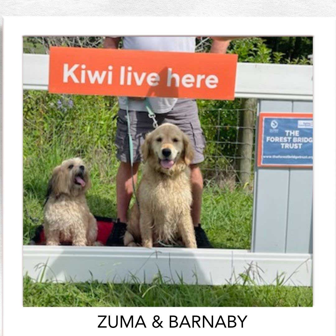 Kiwi Champion (Kiwi Avoidance Trained Dog