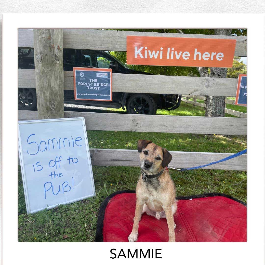 Kiwi Champion (Kiwi Avoidance Trained Dog