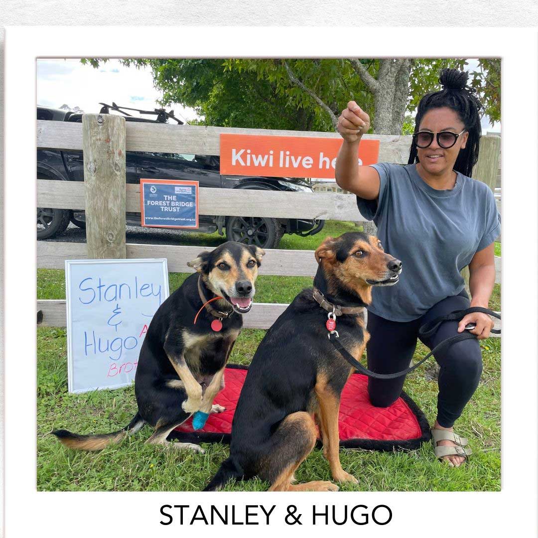 Kiwi Champion (Kiwi Avoidance Trained Dog