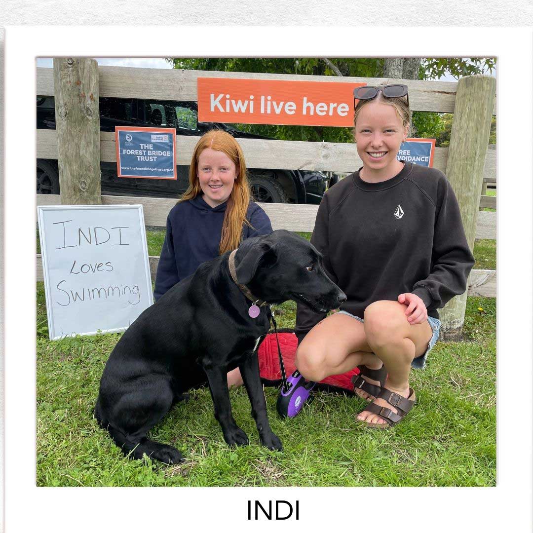 Kiwi Champion (Kiwi Avoidance Trained Dog