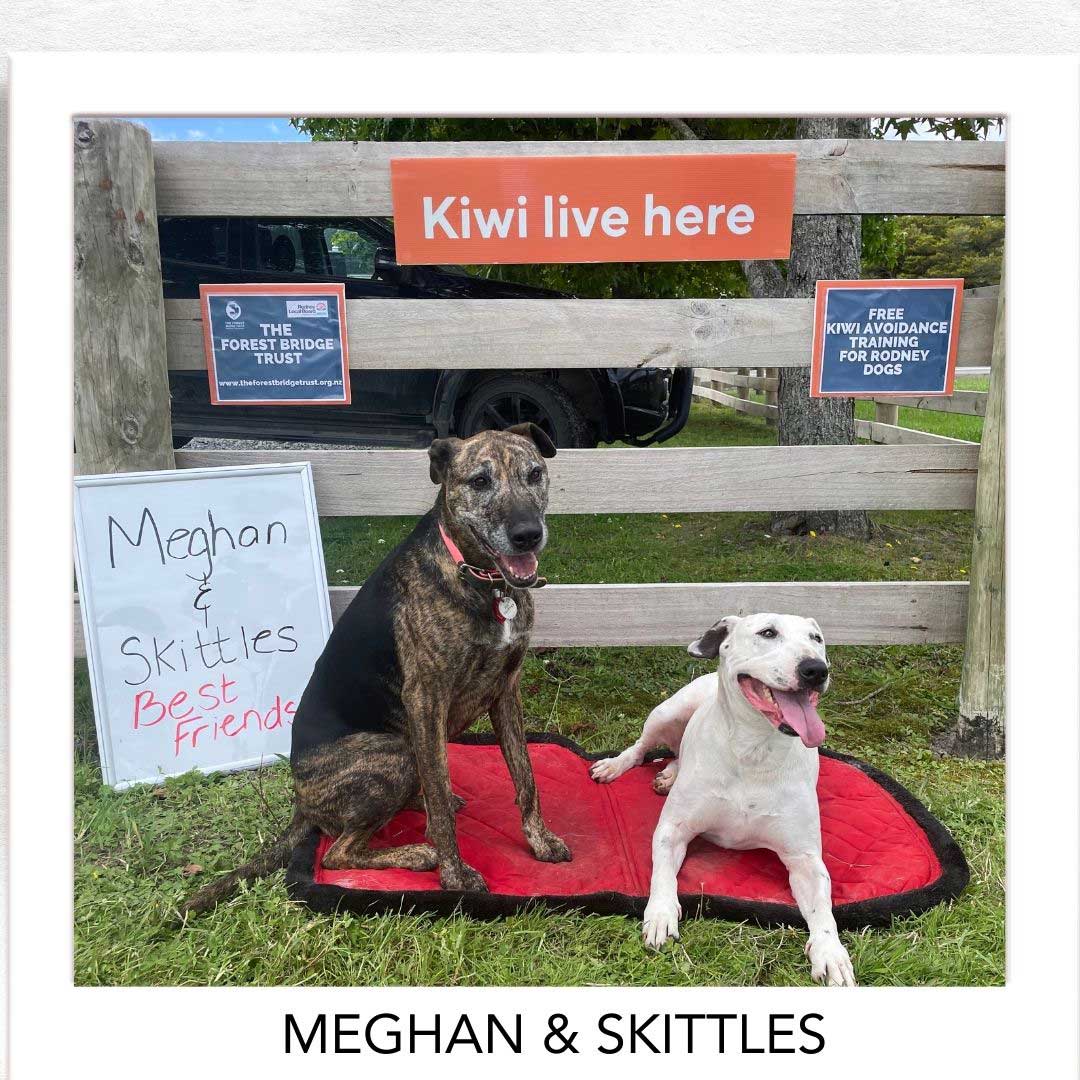 Kiwi Champion (Kiwi Avoidance Trained Dog