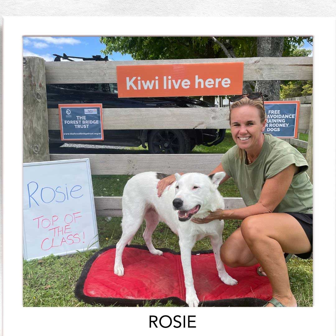 Kiwi Champion (Kiwi Avoidance Trained Dog