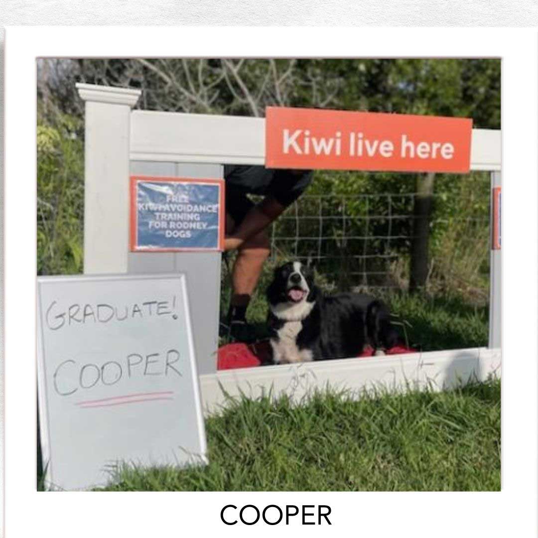 Kiwi Champion (Kiwi Avoidance Trained Dog