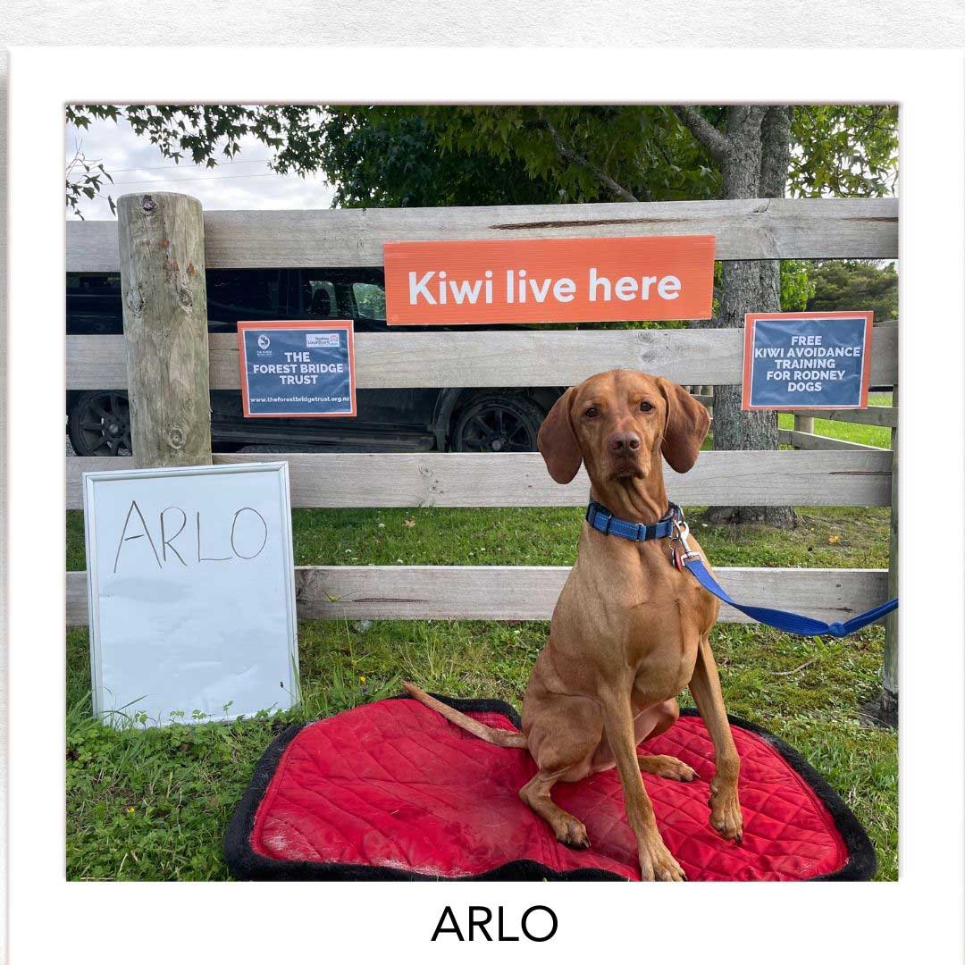 Kiwi Champion (Kiwi Avoidance Trained Dog