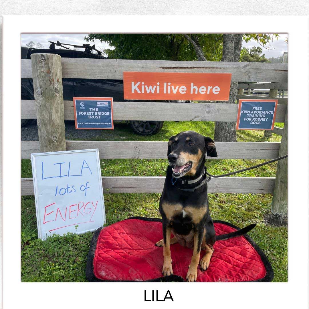 Kiwi Champion (Kiwi Avoidance Trained Dog