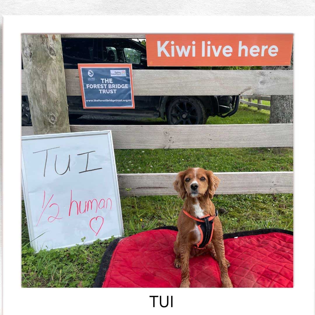 Kiwi Champion (Kiwi Avoidance Trained Dog