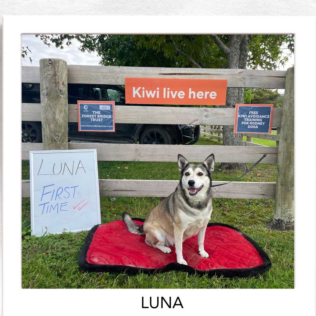 Kiwi Champion (Kiwi Avoidance Trained Dog