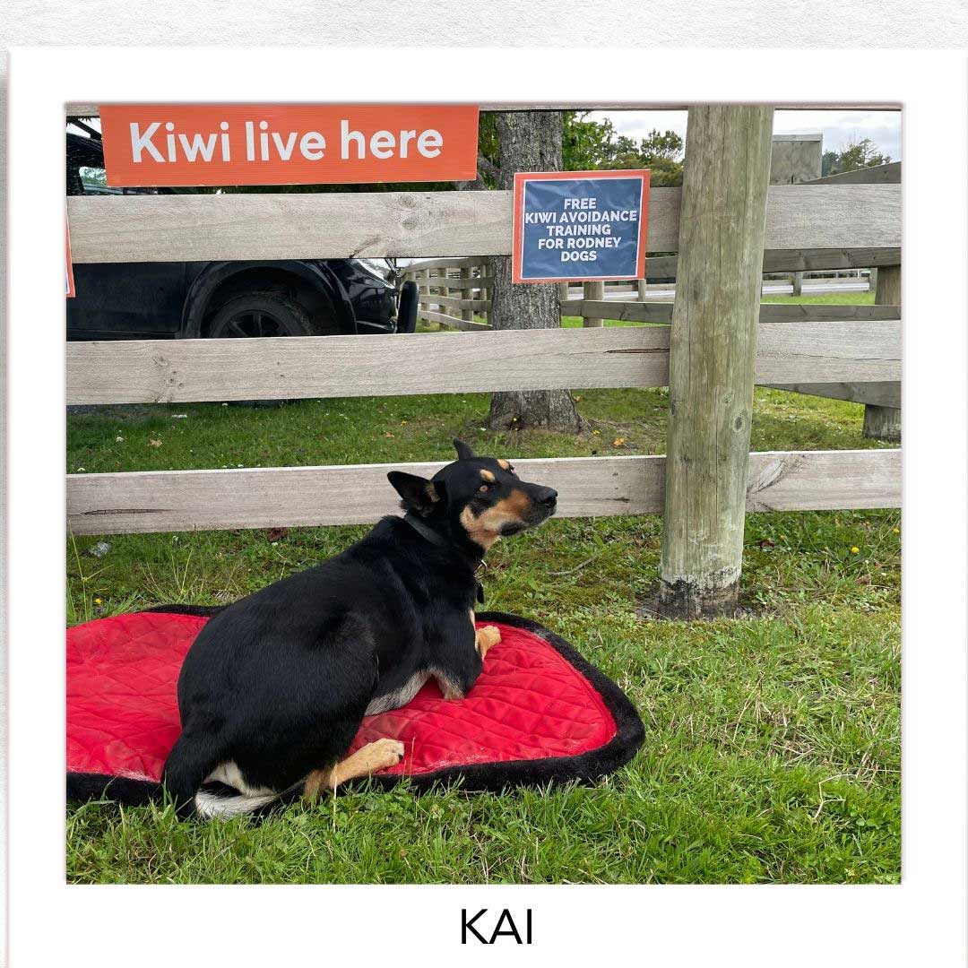 Kiwi Champion (Kiwi Avoidance Trained Dog