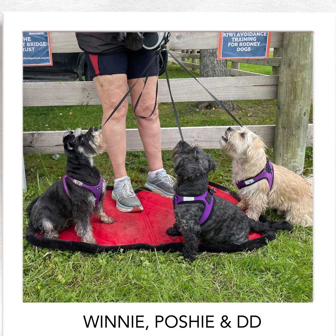 Kiwi Champion (Kiwi Avoidance Trained Dog