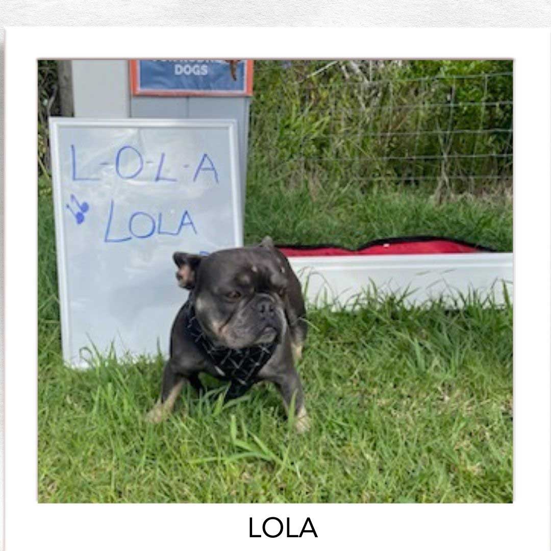 Kiwi Champion (Kiwi Avoidance Trained Dog