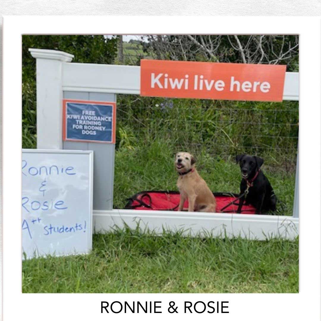 Kiwi Champion (Kiwi Avoidance Trained Dog