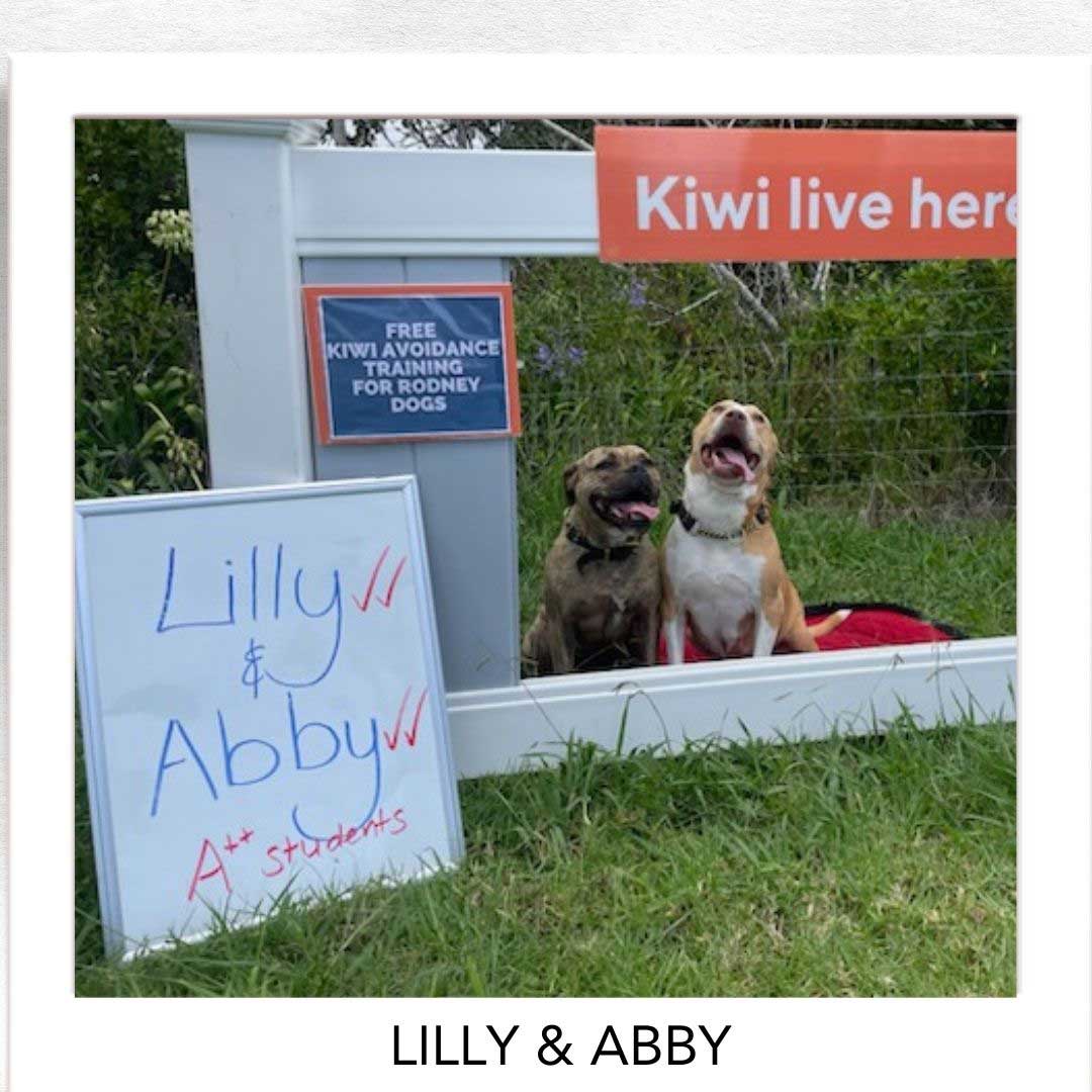 Kiwi Champion (Kiwi Avoidance Trained Dog