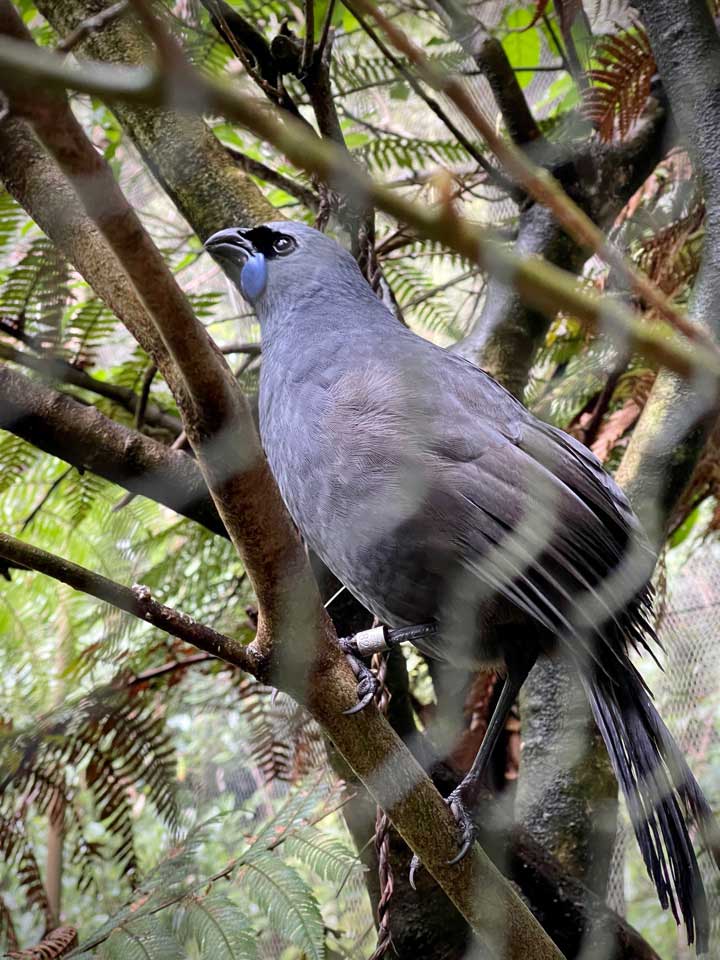 Kōkako